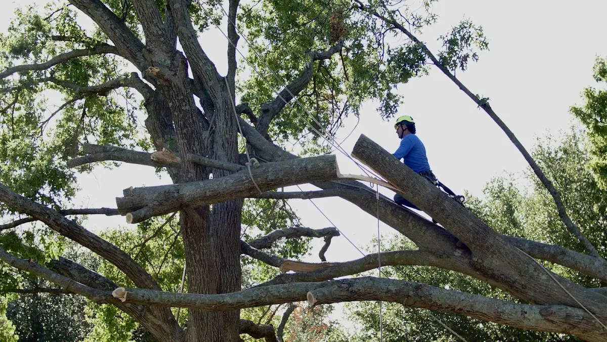 Professional Hazardous Tree Removal performed by certified arborists in Calypso